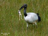 Heilige ibis het goor